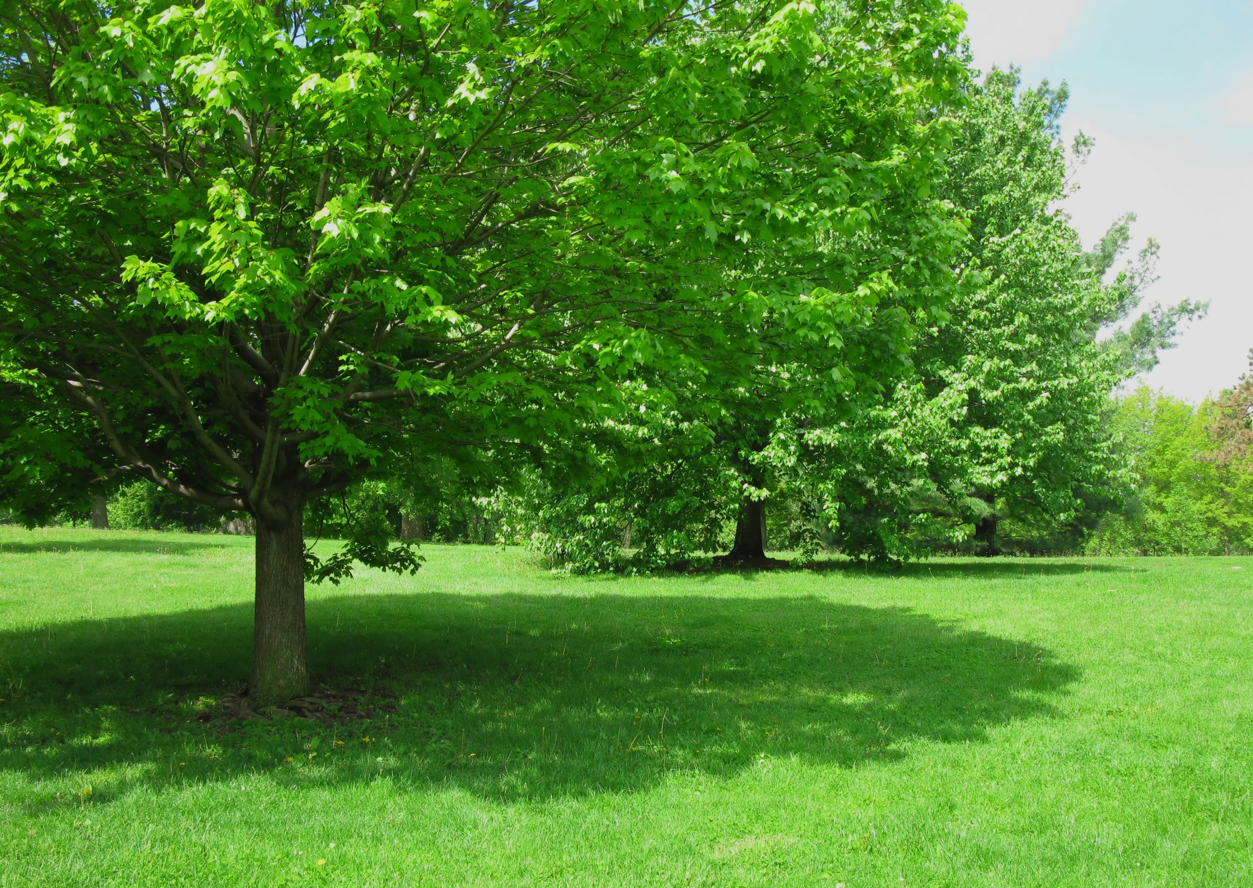 Plant a Memory Tree: Creating Lasting Memories with Trees - The Country ...